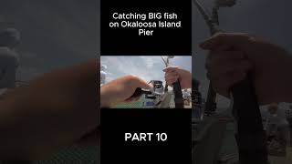 Catching Big fish on Okaloosa island pier Part 10 fishing fish floridabeach okaloosaisland [upl. by Egreog]