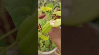 Bay leaf plant Biryani aaku mokka [upl. by Oirotciv]