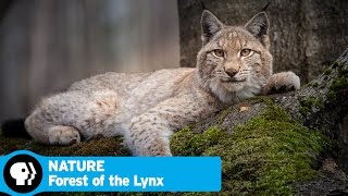 FOREST OF THE LYNX on NATURE  Official Trailer  PBS [upl. by Tnias259]