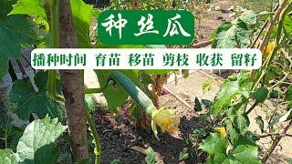 【丝瓜种植】我这样种丝瓜 避免了丝瓜不开花不结果 II 丝瓜的播种时间 育苗 移苗 剪枝 收获 留籽 [upl. by Marmawke]