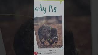 Warty pigs pig so cute omg [upl. by Jakie]