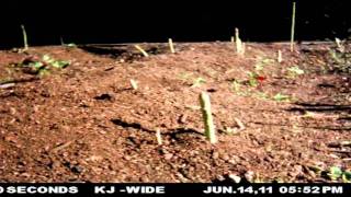 Asparagus Growth Time Lapse in the KendallJackson Culinary Garden [upl. by Jandel]