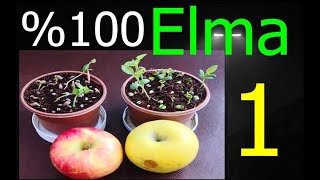 Elma Çekirdeği Çimlendirme  Apple Seed Germination Keimung von Apfelsamen [upl. by Atilahs]