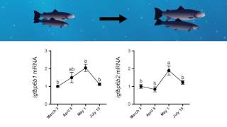 How Atlantic salmon prepare for life in seawater [upl. by Meg]