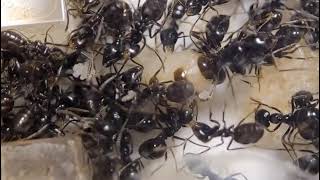 Lasius fuliginosus 20220423 [upl. by Manville]