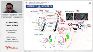 Desarrollo del sistema urogenital  Embriología del sistema renal [upl. by Bergmann905]