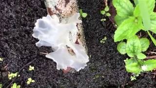 The Big Island of Hawaii Snow fungus Tremella fuciformis [upl. by Ahtram]