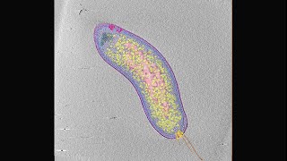 Electron cryotomography of an intact Bdellovibrio bacteriovorus cell [upl. by Nitsyrk]