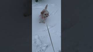 Sookie’s Snowday puppy snow christmas cute firstsnow snowday sookie doggo cavapoo [upl. by Francisco]