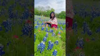 Bluebonnet field Texas state flower 💙🦋 [upl. by Tevis140]