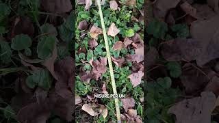 In giardino nel Giorno 46🌿 foryou perte vlog 4you neiperte ironia [upl. by Kendricks]