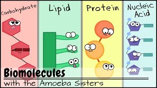 Biomolecules Older Video 2016 [upl. by Magocsi]