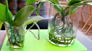 Things to know before you try the water culture growing method with orchids [upl. by Herve]