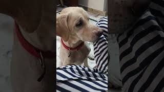 song kidssong kids tranding labrado youtubeshorts viralvideo cute funny pets love viral [upl. by Torp]