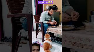 Lalchi Billu dekho chicken ke liye kyakya kar raha hai 😂🤣 funny cat comedy catlover petlover [upl. by Natek382]