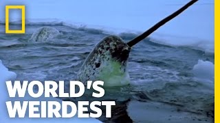 Narwhals  Worlds Weirdest [upl. by Corie]