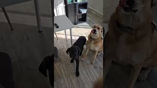 Quick training with Hugo training puppy newfoundlanddog fosterpuppy foster Canada alberta [upl. by Trent]