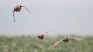 Battues de perdreaux  MultiCaméras Embarquées  Chasse HD [upl. by Garrik]