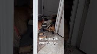 Old dog can’t stand puppy germansheparddog grumpydog puppy dog gsd [upl. by Ahsirtak]