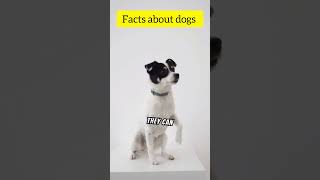 10 Incredible Facts About Dogs You Wont Believe 🐾✨facts dog [upl. by Innoj]