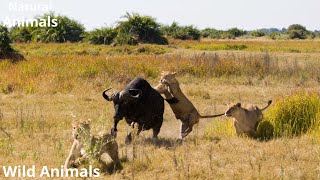 Unbelievable Wild Animals Fights You Can’t Miss [upl. by Vasos]