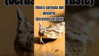 Cerastes Cerastes La Fascinante Víbora Cornuda del Desierto [upl. by Hsreh]