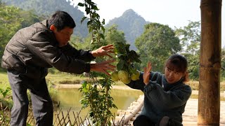 Harvest Kohlrabi Go To The Market To Sell Cook  Daily Life  Ly Thi Ly [upl. by Minette]