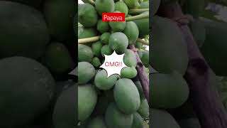 Oh my god so much papaya at onceytshorts fruit trending viralshorts ytstudio youtube farmer [upl. by Salsbury]