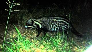 African Civet Kruger National Park [upl. by Moyers]