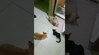 cat catlover kucingabuabuyanglucu catshorts cute kucinglucuimut fypyoutube fypシ゚ [upl. by Reinnej]