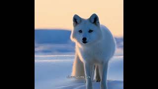 “The Arctic Fox’s Camouflage Journey A Master Hunter in the Snow” [upl. by Mikihisa211]