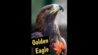 The Golden Eagle One of Canadas Largest Raptors [upl. by Leontina837]