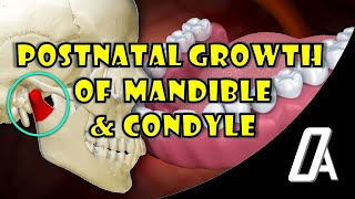 Postnatal Growth of Mandible and Condyle  Growth and Development  Orthodontic Atheneum [upl. by Twila]