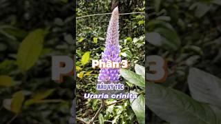 Hầu Vỹ Tóc Uraria crinita  từ Rừng sâu đến Vườn nhà  phần 3 AsianFoxtail CatsTailPlant [upl. by Nanji]