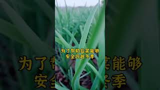 韭菜越冬前，要做好三护。韭菜种植 种韭菜 韭菜种植方法 怎么种植韭菜 韭菜 [upl. by Camellia]