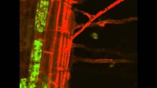 Arbuscular Mycorrhizal Symbiosis Live Imaging [upl. by Ecnerwaled]