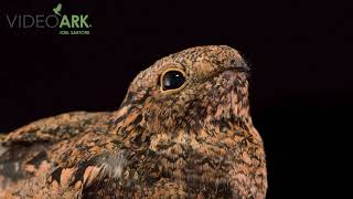 Common nighthawk Chordeiles minor hesperis at the Rocky Mountain Wildlife Alliance in Sedalia CO [upl. by Nythsa]