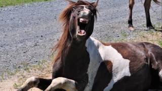 Chincoteague Wild Ponies on Assateague Island VA [upl. by Asennav]