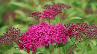 How To Get Colorful Landscaping with Spirea Shrubs [upl. by Modeste514]