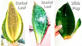 Sansevieria Masoniana Care Guide  Rhizome Root Rot amp Leaf Propagation Whale Fin Snake Plant [upl. by Sapowith]