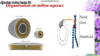 Propriétés des lipides membranaires [upl. by Shulock]