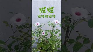 Variegated tecomaflowers houseplant shortvideos [upl. by Mide]