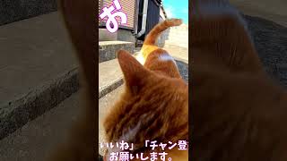 猫」「CAT amp PEACE」 野良猫 ねこねこちゃんねる cat 我々はネコである 猫動画 ネコ ねこ自慢 ねこ動画 保護猫 ねこねこネットワーク [upl. by Nyllewell]