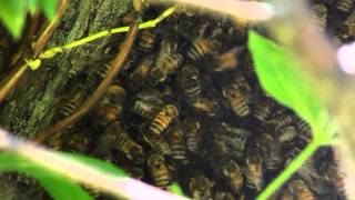 Waggle dance in a honeybee swarm [upl. by Haida]