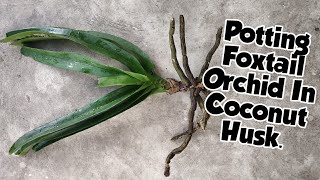 Foxtail Orchid In Coconut Husk  How To Plant Rhyncostylis Retusa Orchid   Whimsy Crafter [upl. by Inahs]