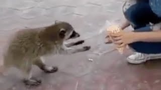 Raccoon steals food [upl. by Amasa479]