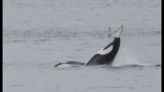 Orca Pod off Arbutus Ridge Vancouver Island [upl. by Atibat]