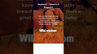 The Elephants Memory animalshorts wildwisdom animalkingdom wildlessons [upl. by Sholem]