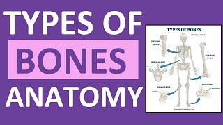 Types of Bones Anatomy Long Short Flat Irregular Sesamoid Sutural [upl. by Rairb776]