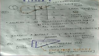 Liver Anatomy  Part 1  AbdomenAnatomy  TCML [upl. by Annaid]